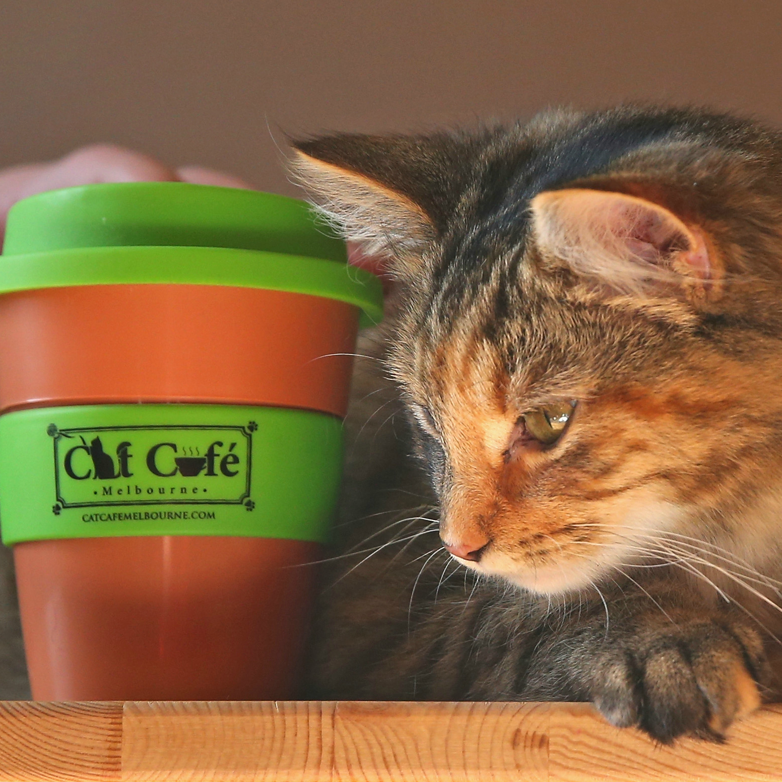 Открой кэт. Кафе с кошками. Заведения для животных. Котокафе представляет собой. Котокафе в Алматы.
